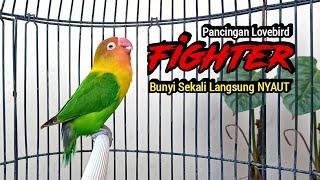 Suara Lovebird Ngekek Panjang PINTAR Bikin Lovebird BUNYI, SEKALI Pancing LANGSUNG NYAUT, !!