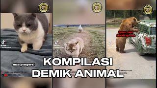 KOMPILASI VIDEO DEMIK ANIMAL TIKTOK