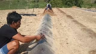 VEGETABLES GARDEN MANAGEMENT START TO FINISH HIGHLIGHTS/ Gha Agri Tv.