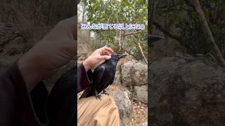 [Crows tell surprising secrets] #shorts #birds #crow