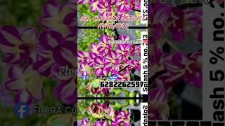 DEN. SEEDLINGS FOR SALE.. #combo #offer Con. for more