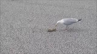 Seagull kills and eats little rabbit in one piece