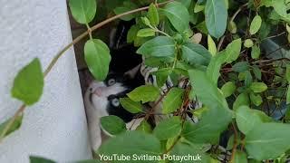 Funniest Cats! Funny Moments! Cute Cat and Mouse! Lustige Katzen! Don't try to hold back Laughter