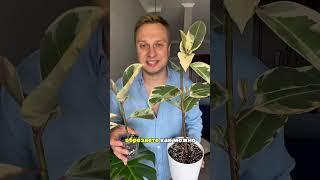 Обрезали уже фикусы? О#фикус #ficus #plants#комнатныерастения#комнатныецветы #растения