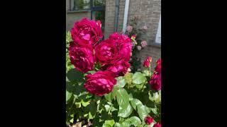 Young Lycidas English Shrub Roses