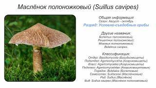 Маслёнок полоножковый (Suillus cavipes)