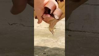Grooming the Beast! ️ Simmental Bull Tail Trimming! #shorts