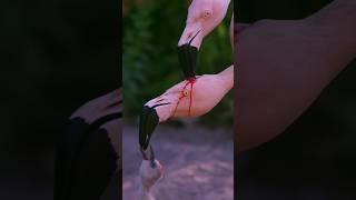 flamingos feeding blood? #shorts #shortvideo #shortsfeed