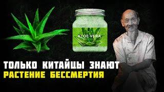 Китайцы издавна знали этот метод применения АЛОЕ ВЕРА. Растение бессмертия