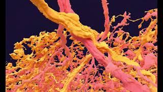 Keystone Neurons of the fruit fly