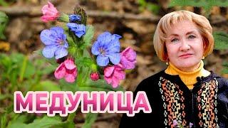 Удивительная медуница-лёгочница