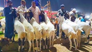 Big Deal 10 Bakro ka Live Soda Shahpur kanjra Mazhar Biba Official