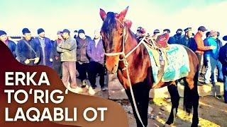 ERKA TOʻRIGʻ LAQABLI OT VA OT BOZORI NARXLARI // SURXONDARYO SARIOSIYO OT BOZORI