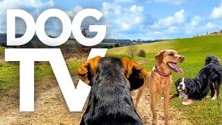 GoPro DogTV | 10hrs of Serene Virtual Dog Walks Through Peaceful Country Parks ️ Dog POV