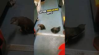 Two penguins was caught after breaking into the sushi shop  #heartwarming #wholesome #stories