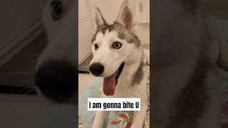 Daily Husky Talk! #huskydog #dogfunnyvideo #funnyhusky #huskyworld #huskyindia #dogcute #huskylife