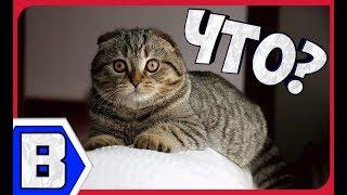 Приколы с Котами - Смешные коты и кошки 2019 | ТЕСТ НА ПСИХИКУ, ПРОБУЙ НЕ СМЕЯТЬСЯ! #1