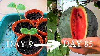 Growing watermelon 2 - Sugar Baby Melon, from seed to harvest!