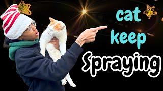 Cat Caught Spraying | Cat Becoming a Problem