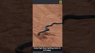 Snake Fight Black Spitting Cobra Vs Puff Adder  #snake #attack #wildlife #shortvideo #shorts