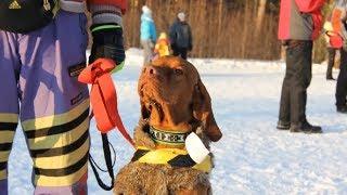 Наши звёзды на видео: Ездовой спорт Бердск 13 01 2019