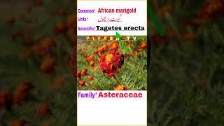 African marigold scientific name #tegetes #erecta #african #flowers #scientificname #viral #shorts