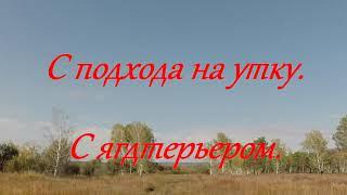 Охота на реке. Ягда спасает уток. Возможно ли научить старую собаку охотиться по-новому.