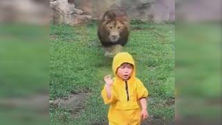 Lion Lunges at Boy at Zoo in Japan