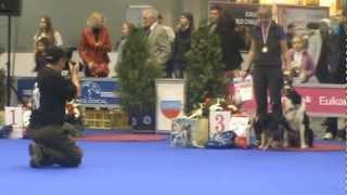 Russia awarded 2012 Obedience - Wonder WestSpacy & Galina Fedorova