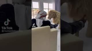 Arabian Billionaires with wild animals like lion as pet 