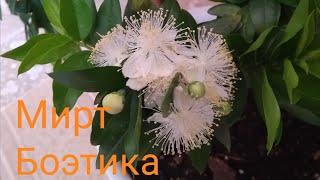 Мирт Боэтика, Myrtus Boetica, правила ухода, условия содержания