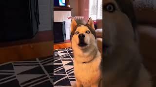 Dogs being smart part 25 #funny #lovegoldens #funnypets #pets #petvideos #cutegolden #funnyanimals