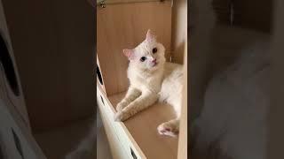 2 seconds video #cat #funny #cute #subscribe #shorts