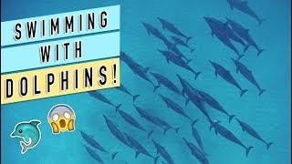 VLOG #9 | WE SWAM WITH DOLPHINS!! | Michelle Kanemitsu