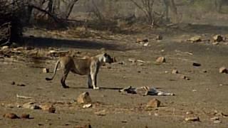 RARE!!! Fearless Lioness attacks and charges into Zebra Herd, ALONE!!!