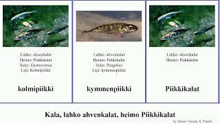 Kala, lahko ahvenkalat, heimo Piikkikalat fish stickleback Gasterosteus kolmipiikki Floating Home