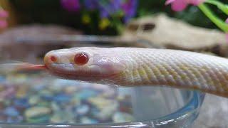 Blizzard Corn Snake Feeding