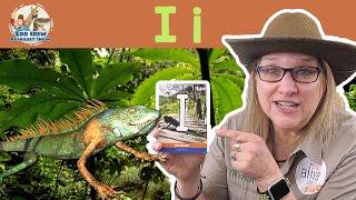 Zoo Crew Alphabet Show | Iguanas and Letter I