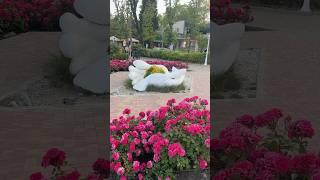 Розарий в Сочи / Ривьера
