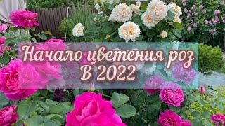 Прогулка по саду, начало цветения роз