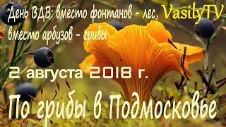 По грибы в Подмосковье 2 августа 2018 гДень ВДВ: вместо фонтанов – лес, вместо арбузов - грибы