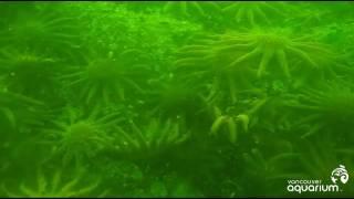 Sunflower Star Landslide