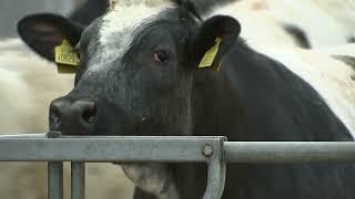 Urgent calls for greater mental health support for farmers | 5 News