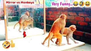 Mirror Vs Monkeys | Wow Very Very Funny Reaction By Monkeys | You Can't Stop Laughing-Part 11