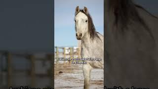 Do you have any cool Arabian facts or stories?  #arabianhorse #horserescue #horses