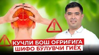 КУЧЛИ БОШ ОҒРИҒИ , МИГРЕНГА ШИФО БЎЛУВЧИ ГИЁҲ