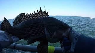 New Jersey 125 Jamica party boat offshore jumbo Black Sea bass