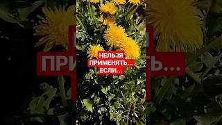 #одуванчик Противопоказания #youtubeshorts #shortvideo #обовсём #полезныезнания #здоровье