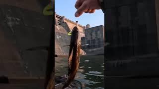 Sauger fish at the spillinway