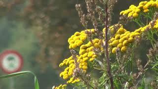 PRACHTIGE NATUUR (HERFST 2017) EN MUZIEK (UNCERTAIN - SIMON DAUM)